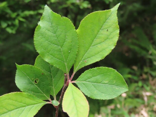 高ボッチ高原・鉢伏山の植物 カマツカ(鎌柄)