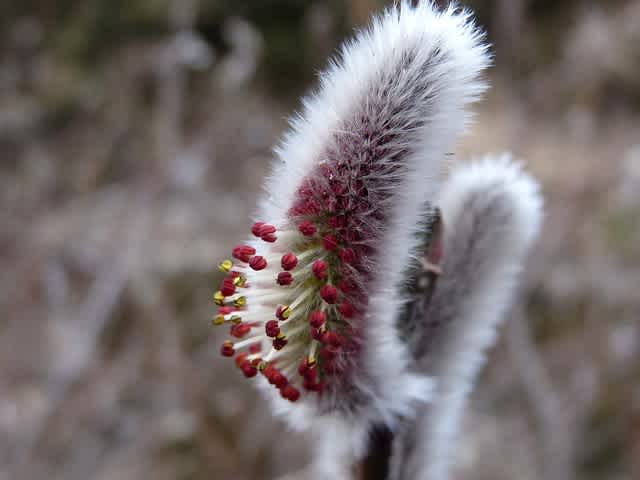 ネコヤナギ（猫柳）の開花 - 趣味の日々が発見