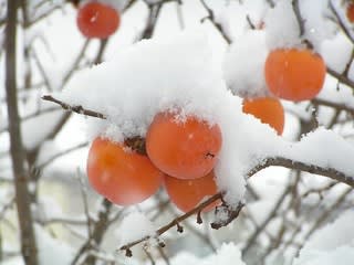 初雪と渋柿