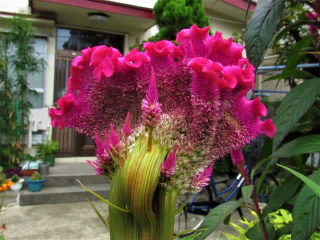 今年の帯化 トサカケイトウ 鶏冠鶏頭 ムツゴロウ の花散歩