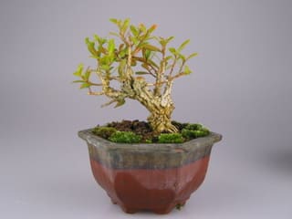 挿し木から作った台湾ツゲ 盆栽ブログ