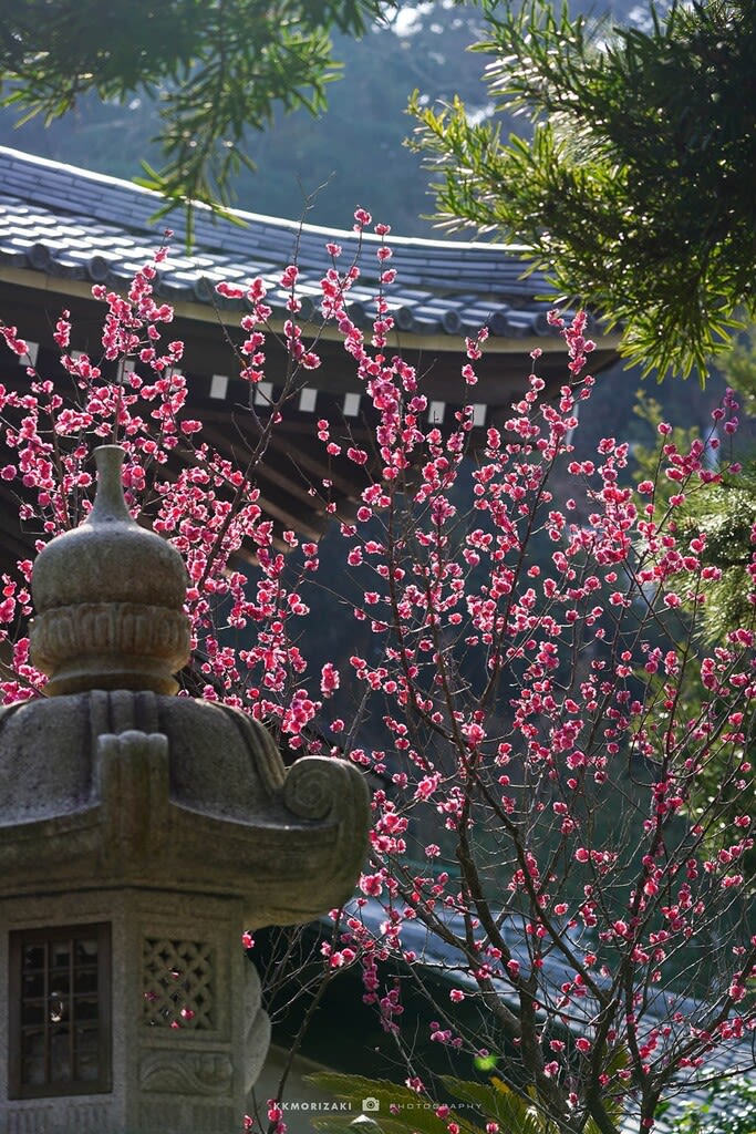 常立寺・枝垂れ梅