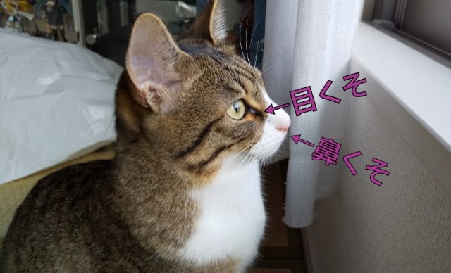 身だしなみ ぼるしち日和 身だしなみ ぼるしち日和