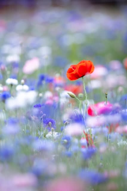 葛西臨海公園のお花畑 放浪の記録
