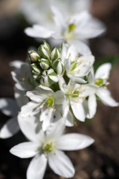 オーニソガラム ハナニラと同じくベツレヘムの星とよばれる花は5月3日の誕生花 Aiグッチ のつぶやき