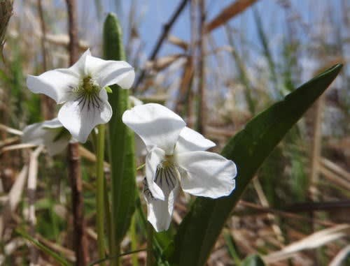 高ボッチ高原・鉢伏山で最近咲いている花　シロスミレ（白菫）