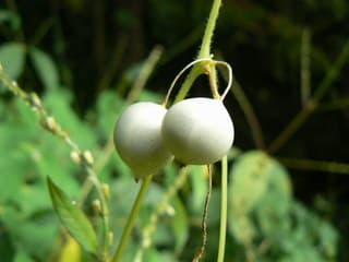 スズメウリ 雀瓜 の白い実 Peaの植物図鑑