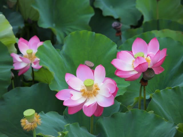 ライトワーカーにとって夏至はどのような意味がある日でしょう 大天使ミカエルに聞いてみました 天使と妖精と共に歩むくーちゃんのブログ ライトワーカーにとって夏至はどのような意味がある日でしょう 大天使ミカエルに聞いてみました 天使と妖精と共に歩むくーちゃんのブログ