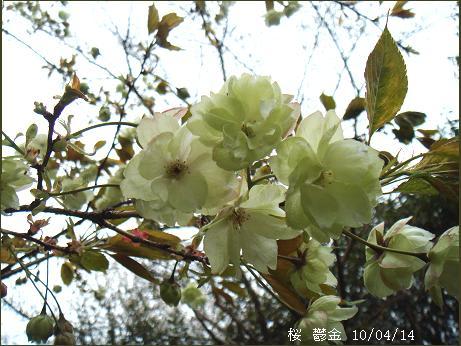 ウコンザクラ 鬱金桜 の淡黄色の八重の花 里山コスモスブログ