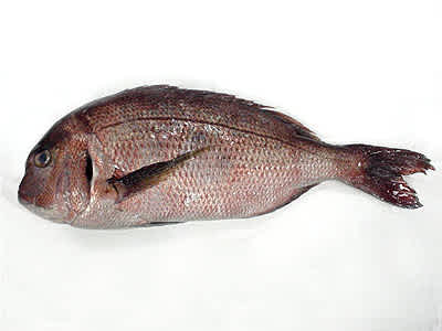 真鯛 マダイ 後編 世の中のうまい話 真鯛 マダイ 後編 世の中のうまい話