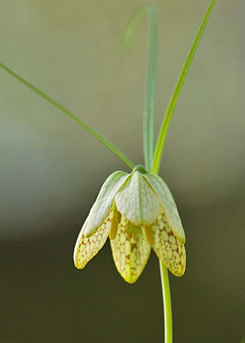 貝母の花 ばいものはな その日その時 写真で見る歳時記 貝母の花 ばいものはな その日その時 写真で見る歳時記