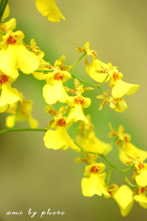 オンシジューム 花 うらら オンシジューム 花 うらら