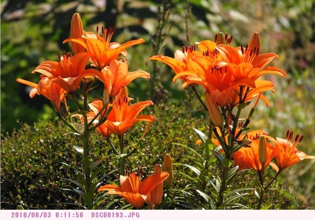 ユリ オレンジ色の花 散歩写真