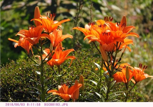 ユリ オレンジ色の花 弁天ふれあいの森公園へ散歩