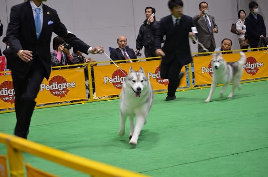 Fci Japan International Dog Show 速報 ハス姉妹は楽し Fci Japan International Dog Show 速報 ハス姉妹は楽し