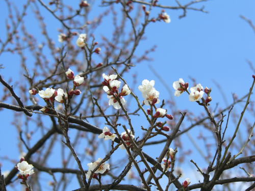 梅の花