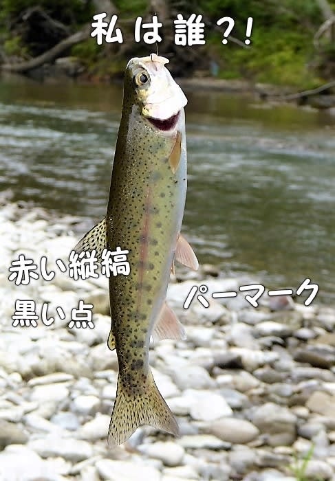 ヤマメ ニジマスは 庶路川釣り チックの道草 きのこ ヤマメ ニジマスは 庶路川釣り チックの道草 きのこ