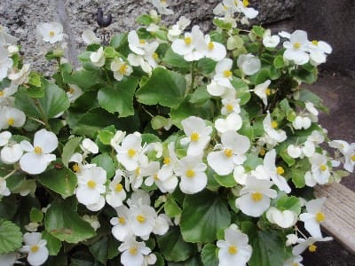 今いる白い花は Haruの庭の花日記 Haru S Garden Diary