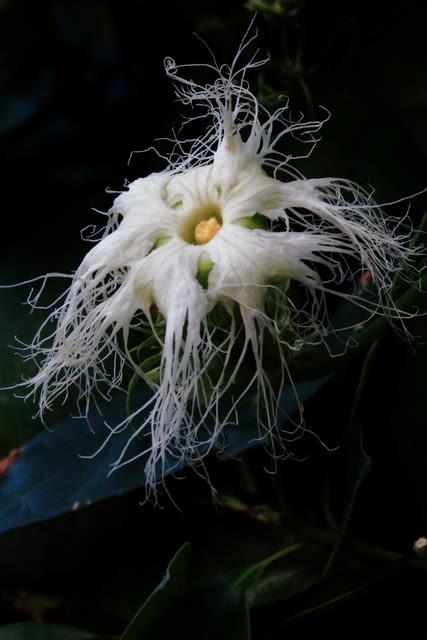 妖艶な姿 一夜限りの花 写真師の 新カメラ日記