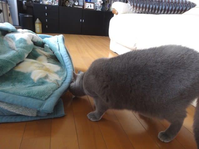 準備が出来ないワケ てんやわんやの犬猫生活