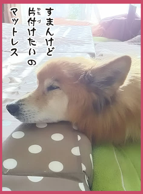 老犬の 麻酔のリスク どんなもん 雑種犬 風 ふう のひとりごと