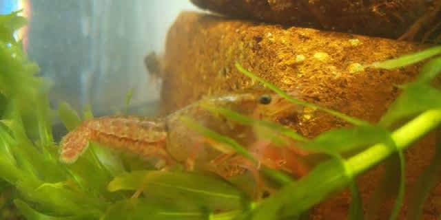 年7月のブログ記事一覧 パパのアクアライフ 年7月のブログ記事一覧 パパのアクアライフ