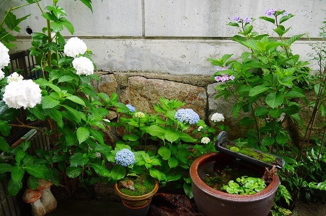 白紫陽花 てまりてまり 木陰にて