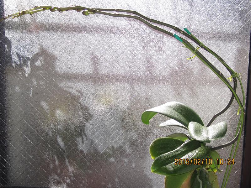 胡蝶蘭の蕾ふくらみ 茎節の枝花茎の成長 デンドロビュウムの蕾分かれ 桜草開花２７日目 蘭の楽しみ