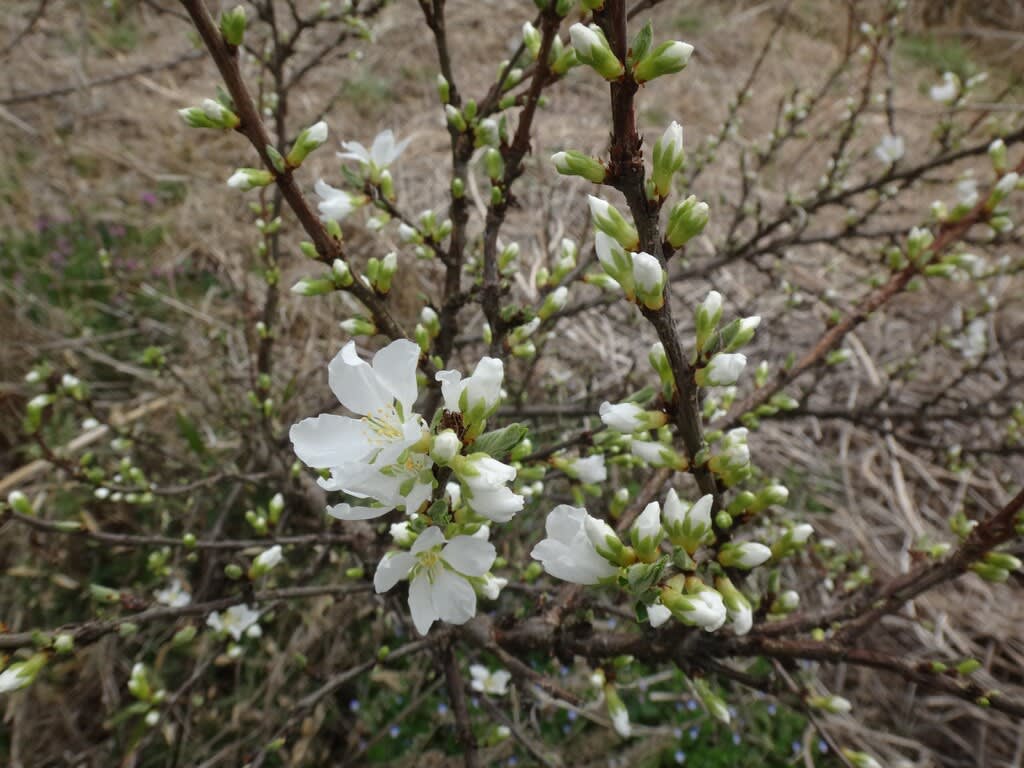 白実ユスラウメの花 採集生活