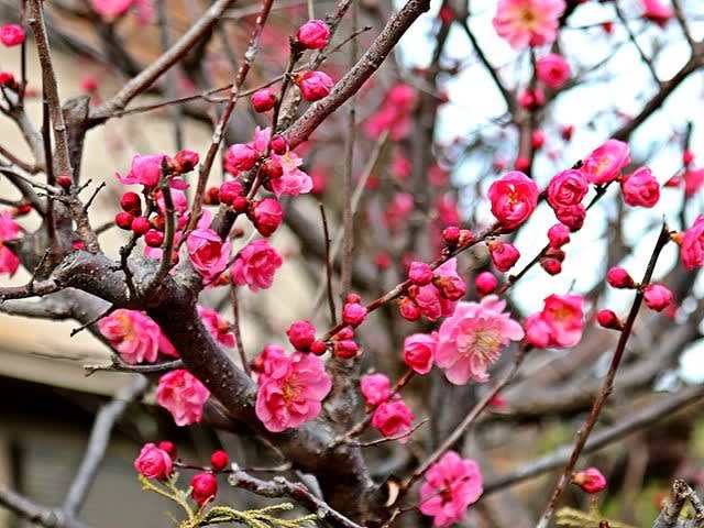 紅梅とヒサカキと水仙ガリル Gardening2 紅梅とヒサカキと水仙ガリル Gardening2