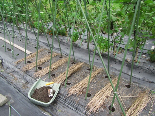 秋インゲンのタネまき 大好き 野菜の時間 秋インゲンのタネまき 大好き 野菜の時間