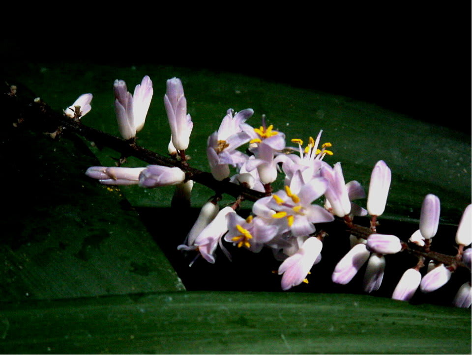 ドラセナ コルディリーネの小さな紫 花の公園 俳句 ｉｎｇ