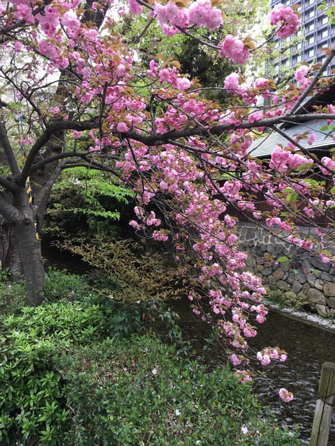 京都の桜の現在 いま 高瀬川の八重桜 老後は京都で