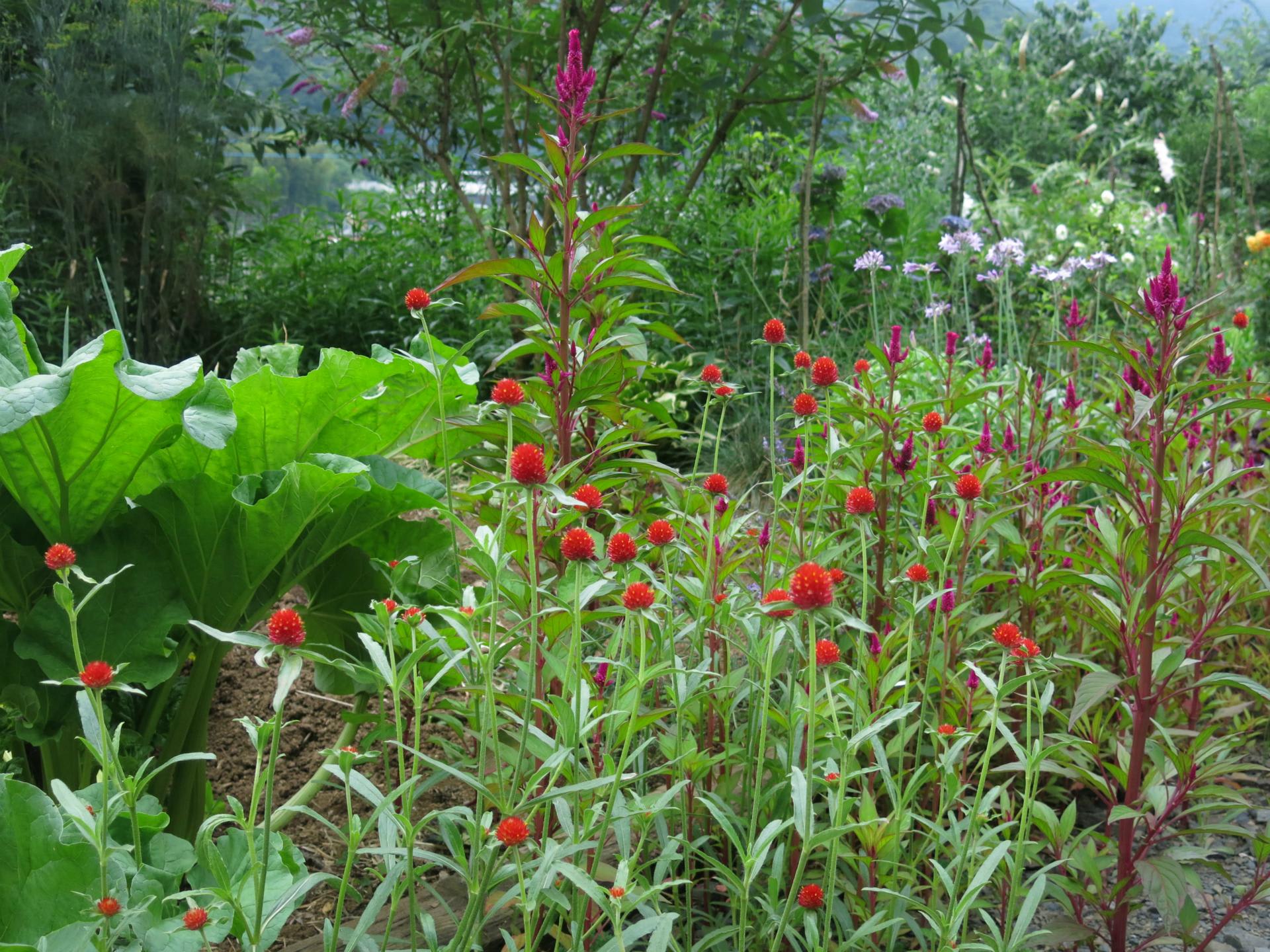 7月の庭仕事 里守の庭物語