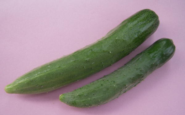 第3期キュウリ おいしい野菜をつくろう 第3期キュウリ おいしい野菜をつくろう