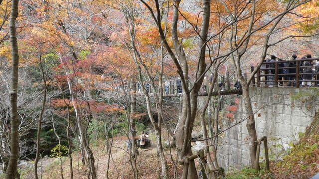 花貫渓谷 汐見滝吊り橋 の紅葉を見に行ってきました 茨城県高萩市 市川市でｂｌｏｇ