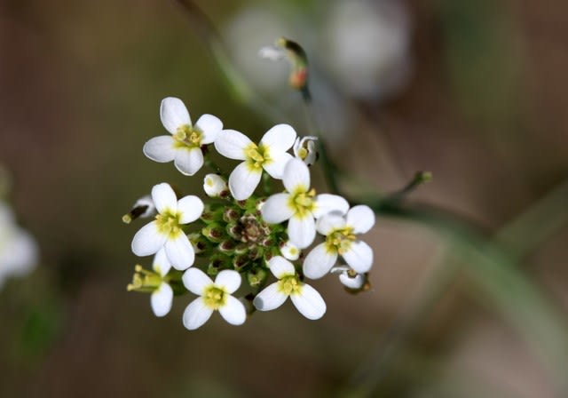 北海道の花 ミチタネツケバナ 井伊影男の植物観察