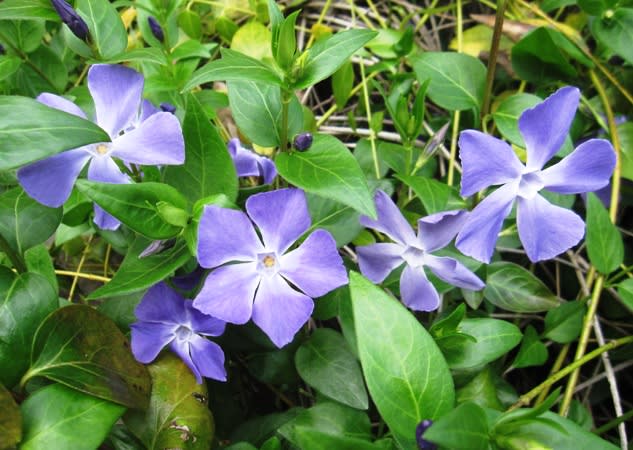 ツルニチニチソウ 蔓日々草 薄紫の清楚な花 葉に斑入りも く にゃん雑記帳