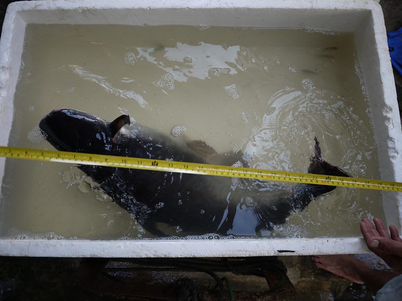 新魚購入25 巨大食用魚 大型魚飼育 In 神秘の国インドネシア 新魚購入25 巨大食用魚 大型魚飼育 In 神秘の国インドネシア