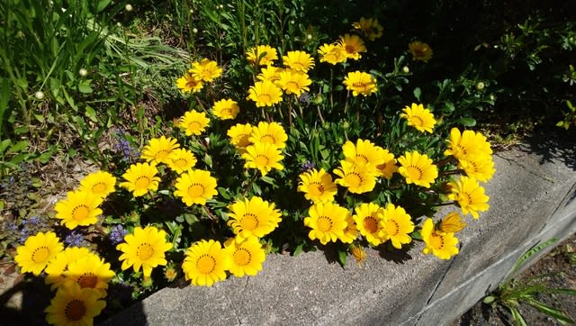 黄色の花 日々