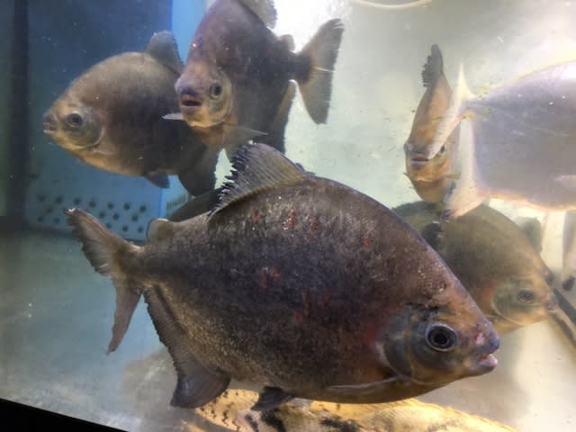 ブラックエッジパクー 熱帯魚店モンスターアクアリウム 川口店 買取販売情報 ブラックエッジパクー 熱帯魚店モンスターアクアリウム 川口店 買取販売情報