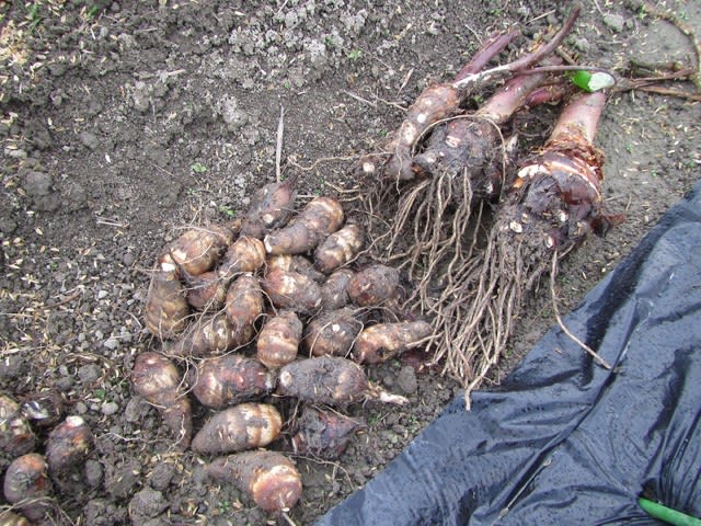 サトイモ「唐の芋」の収穫とマルチ洗浄機の使い勝手 - 大好き!野菜の時間