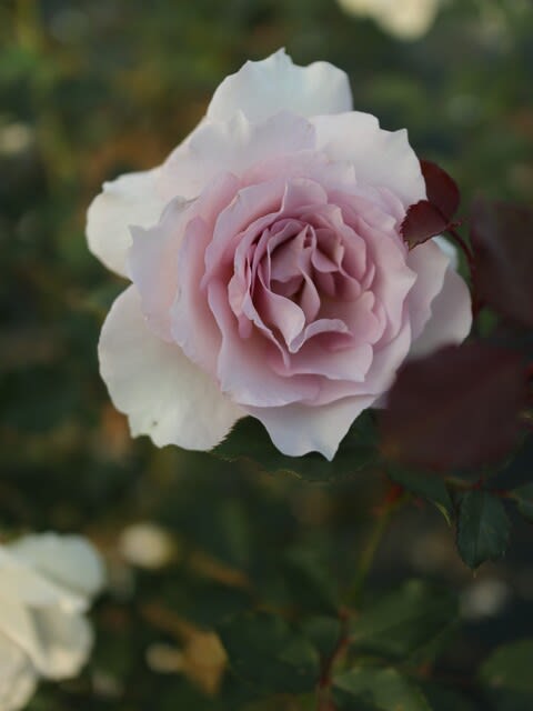 ライラック色の優雅なバラ ニューウェーブ 秋バラ シリーズ 149 野の花 庭の花