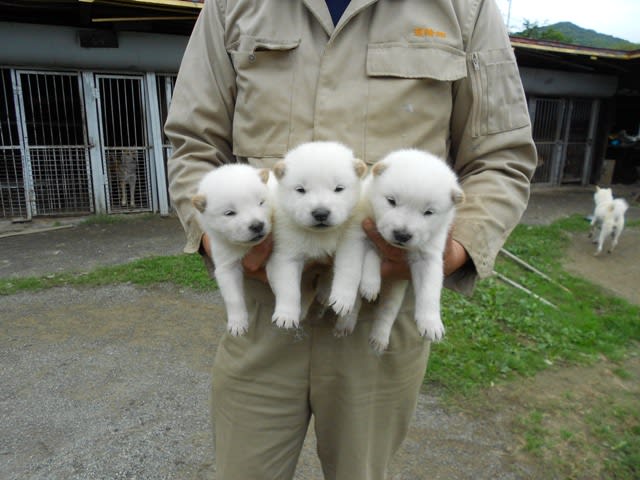 ９月９日生まれ 北海道犬 白毛の仔犬 写真追加しています マキドッグ のブログ