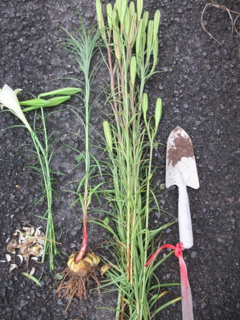 ゆり根を学習 野草 イエツァオ なくらし ゆり根を学習 野草 イエツァオ なくらし