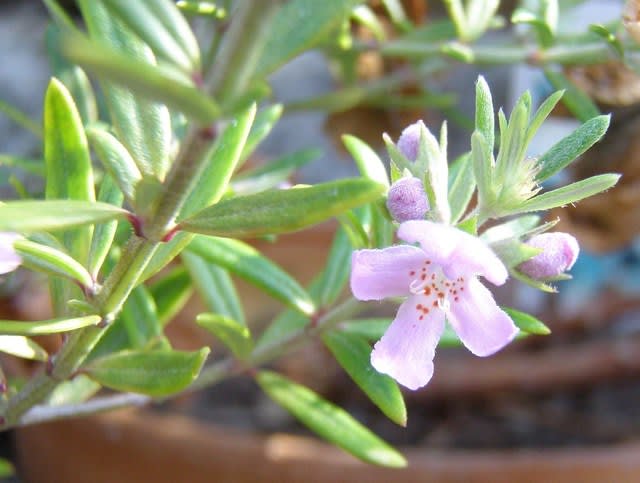 オーストラリアンローズマリー Westringia Fruticosa の花 モノトーンでのときめき