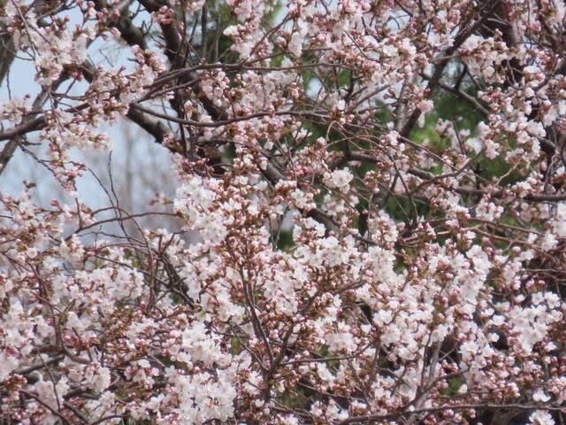芳川小学校の桜