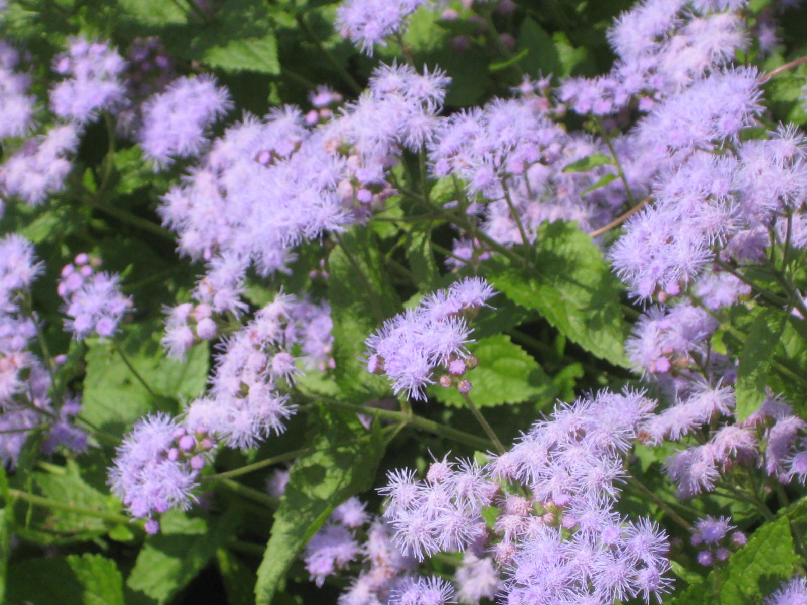 アゲタラム カッコウアザミ 花熟里 けじゅくり の静かな日々