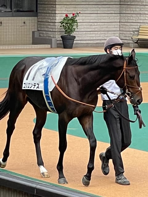コリエンテス 次こそは まさるの一口馬主日記