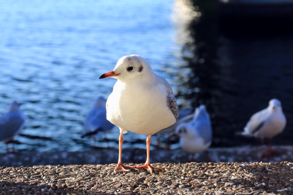 カモメの画像